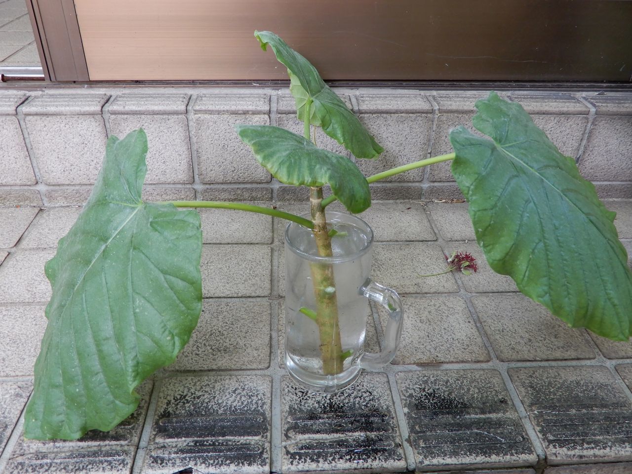 暑くなってきました_c0025115_22201015.jpg