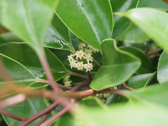 クロガネモチの花_c0116915_23241805.jpg
