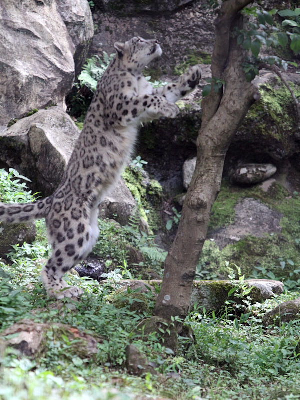 かわいいミルチャ 動物園放浪記