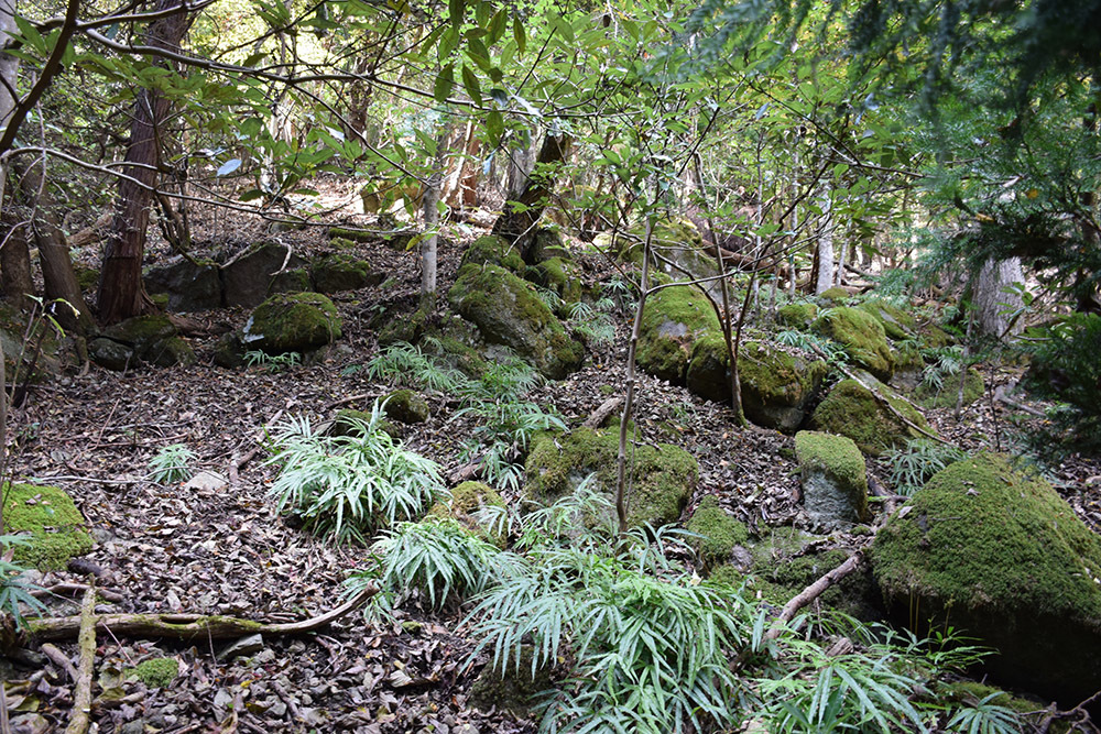 丹波と丹後の国境を守る鬼ヶ城攻城記。 その1 <観音寺~登山道>_e0158128_14282479.jpg