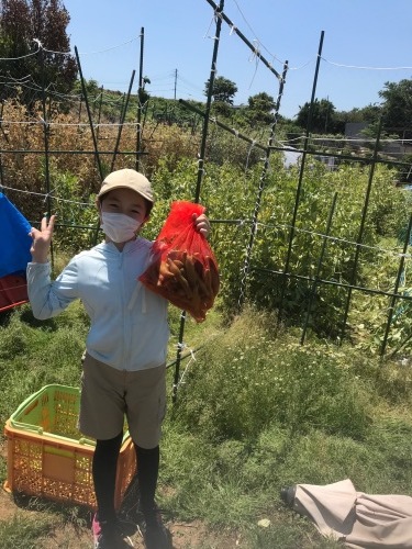 今日はトマト　茄子　ピーマンの脇芽取り　蚕豆収穫　　Ｓさんご家族畑のお手伝いです_c0222448_18162237.jpg
