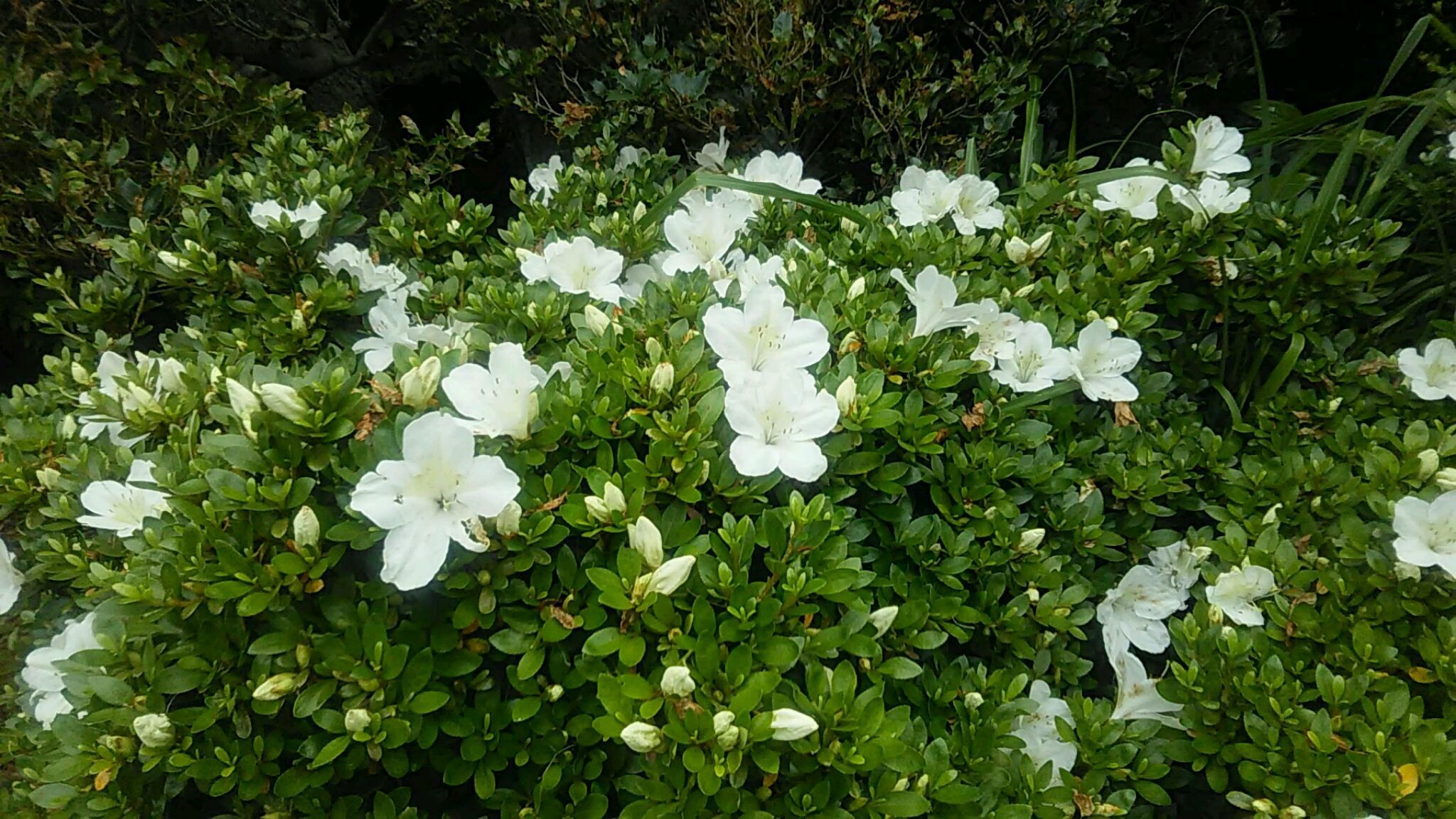 オンライン研修会Ⅱ_b0077451_22250205.jpg