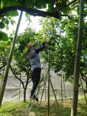太秋柿 古川果樹園 令和2年度の花咲く様子とつぼみ、着果!これから惜しまぬ手間ひまで育て上げます!_a0254656_18412204.jpg