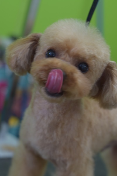 りくちゃんママ、差し入れありがとうございます( *´艸`)_b0347262_17303076.jpg