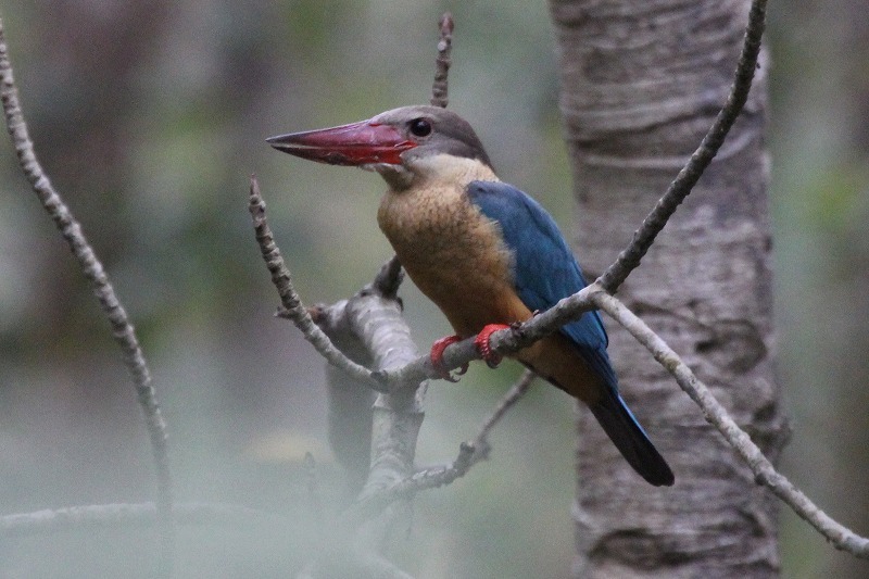 ネパールの鳥 カワセミの仲間 アオショウビン コウハシショウビンなど 東京いきもの雑記帳