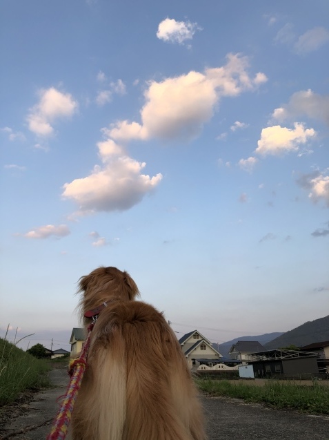 夕方お散歩。_a0394574_21300932.jpeg