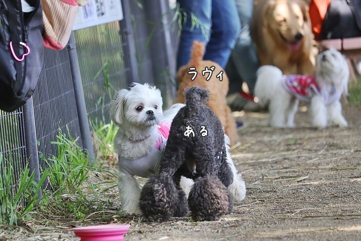 2か月半ぶりの公園!_b0111376_14405553.jpg