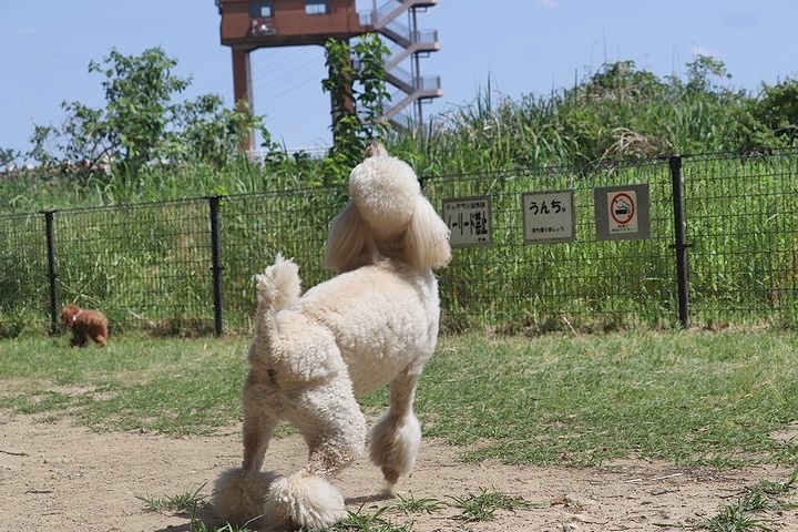 2か月半ぶりの公園!_b0111376_14503148.jpg