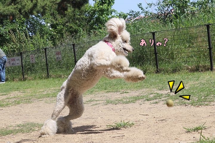 2か月半ぶりの公園!_b0111376_14564820.jpg