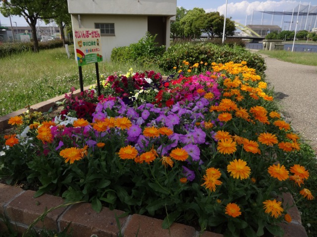 中川口緑地 キンシバイなど開花の様子R2.5.27_d0338682_08524711.jpg