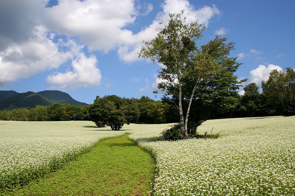 南会津町　高杖原のそば畑　前半_e0165983_13150675.jpg