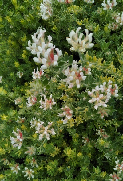 ロータス ヒルスタス ブリムストーン が驚異的に生長 健気に育つ植物たち ロータス ヒルスタス ブリムストーン が驚異的に生長 健気に育つ植物たち
