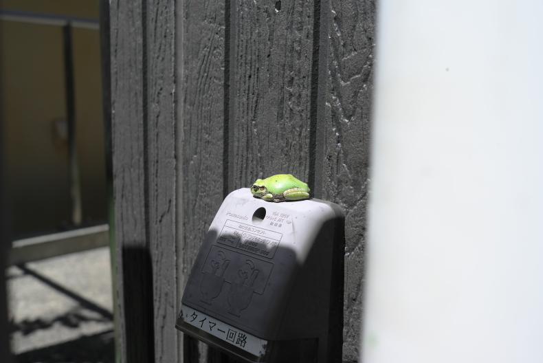 ゆめのきっ子 カエルに触れるか~?_f0220087_10464531.jpg