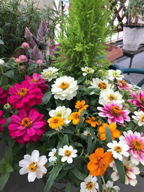 陽春園で買った花_f0204295_11330329.jpg