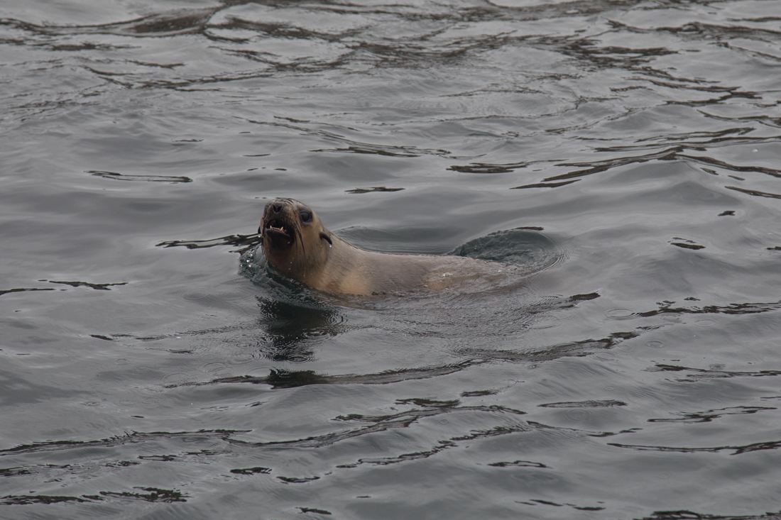 Australian Fur Seal 1 オットセイ <タスマニア>_c0248100_20042741.jpg