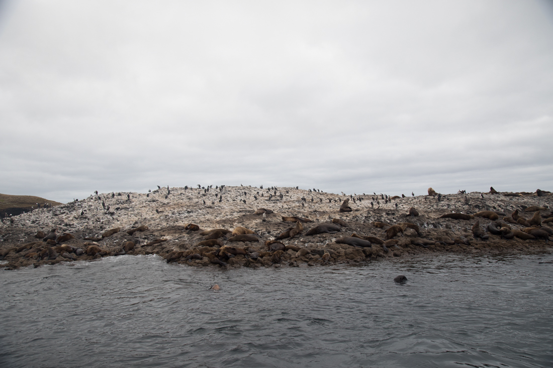 Australian Fur Seal 1 オットセイ <タスマニア>_c0248100_20042796.jpg