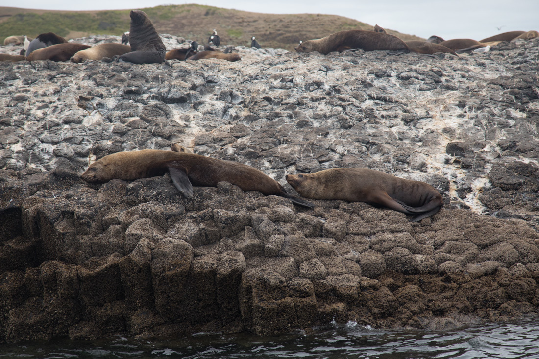 Australian Fur Seal 1 オットセイ <タスマニア>_c0248100_20042883.jpg