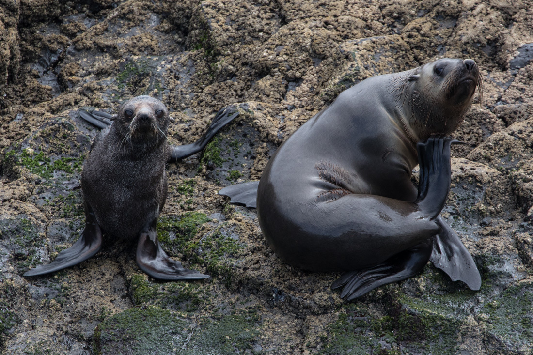 Australian Fur Seal 1 オットセイ <タスマニア>_c0248100_20062704.jpg
