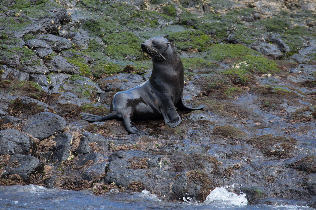 Australian Fur Seal 1 オットセイ <タスマニア>_c0248100_20062781.jpg