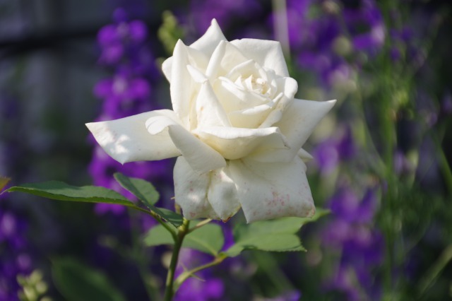 ノヴァーリスとカインダーブルーの競演 My Garden 小さな薔薇庭の12か月