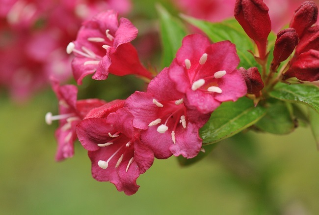 季節の花 ウツギ 大山山麓 山 滝 鉄道風景