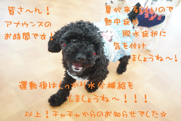 準備は出来ていますか??(*´з`)_d0220513_18554174.jpg