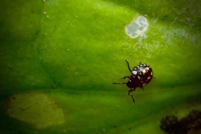 アオクサカメムシの幼虫 テントウムシに似てるのにテントウムシじゃない 世話要らずの庭