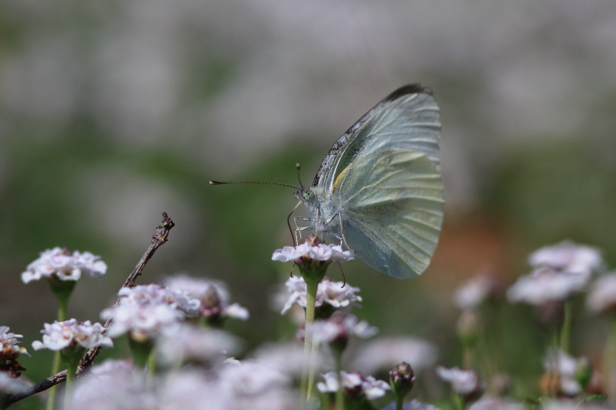 モンシロチョウ 姫岩垂草 ?_f0369315_13202800.jpg