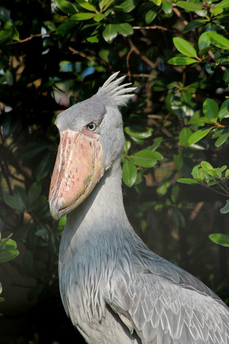 バックヤードへ帰って行くハシビロコウとハゴロモヅル 千葉市動物公園 June 19 続々 動物園ありマス バックヤードへ帰って行くハシビロコウとハゴロモヅル 千葉市動物公園 June 19 続々 動物園ありマス