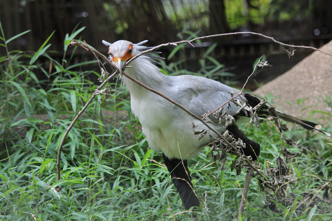 巣作りヘビクイワシ~鳥類ゾーンの希少な鳥たち(千葉市動物公園 June 2019)_b0355317_22153689.jpg