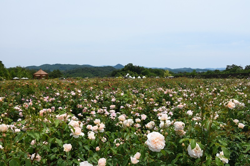 瀬戸内ドライブ☆世羅高原 花の森_a0384427_18265397.jpg