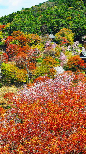 吉野　春の日向_a0287533_23220187.jpg