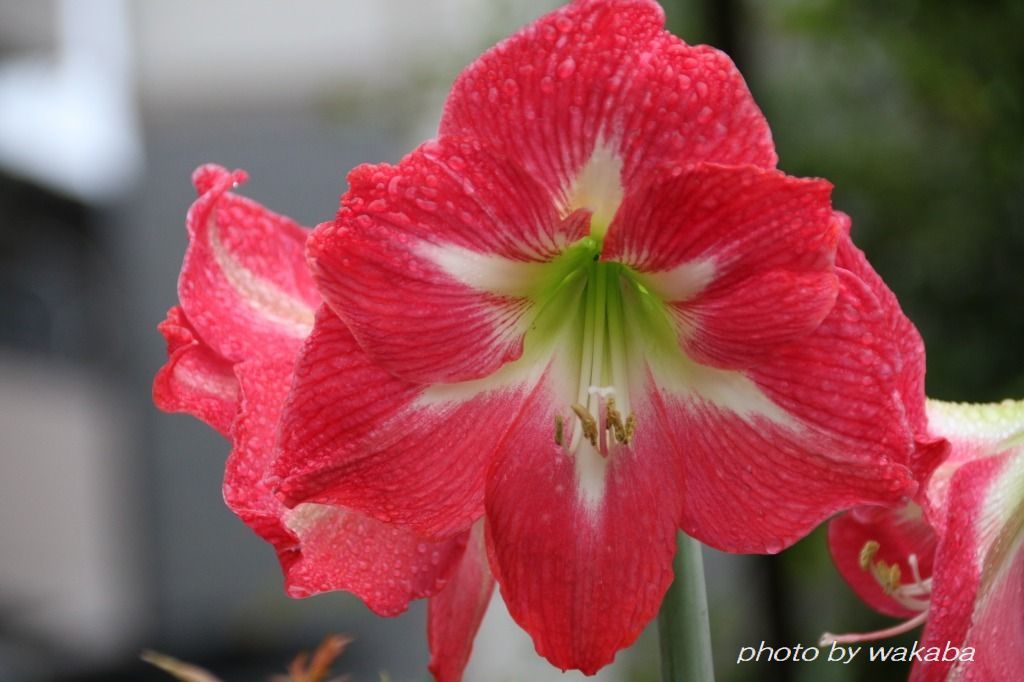 大きなアマリリスの花に 元気もらった朝 自然のキャンバス