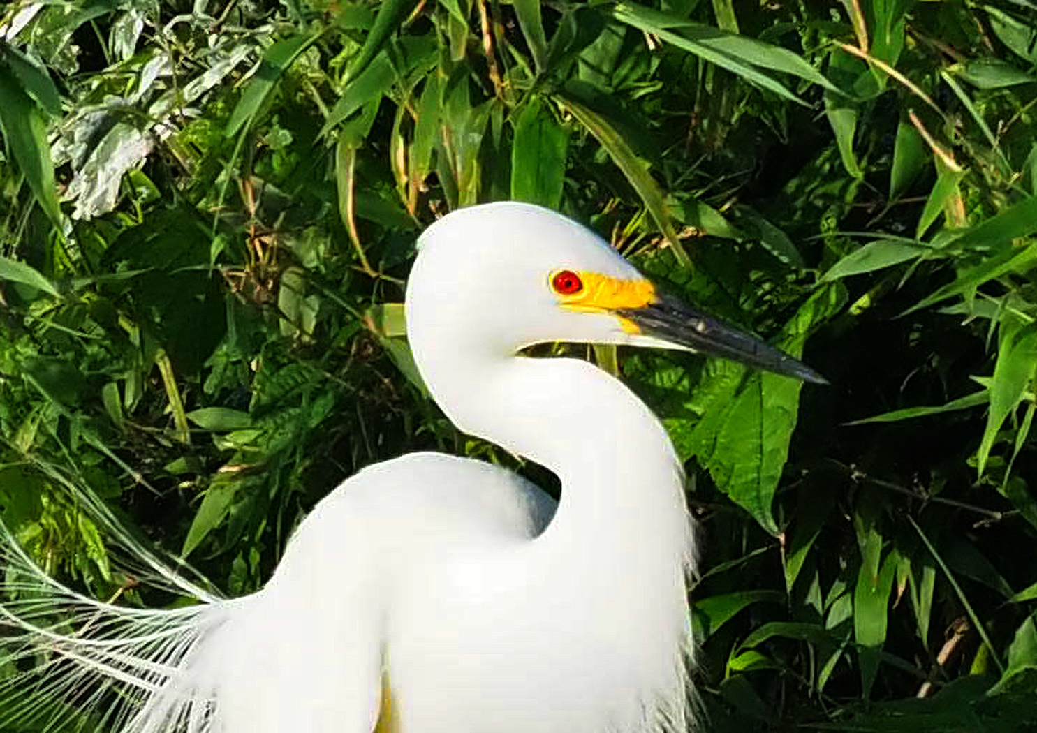 ユキコサギなのかコサギかわかりません チュウサギの婚姻色 と判別できました 野鳥との出会い