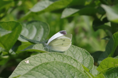 モンシロチョウ 絵本だまり