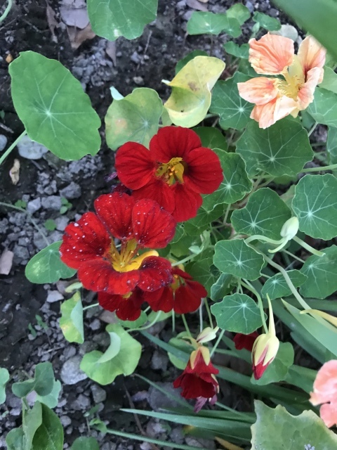 ラッキョウを漬ける_d0101846_07481716.jpeg