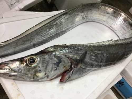 ギュギュッ と鳴く魚としても有名で アジ界の王様 鹿児島市の魚専門店 満田商店です