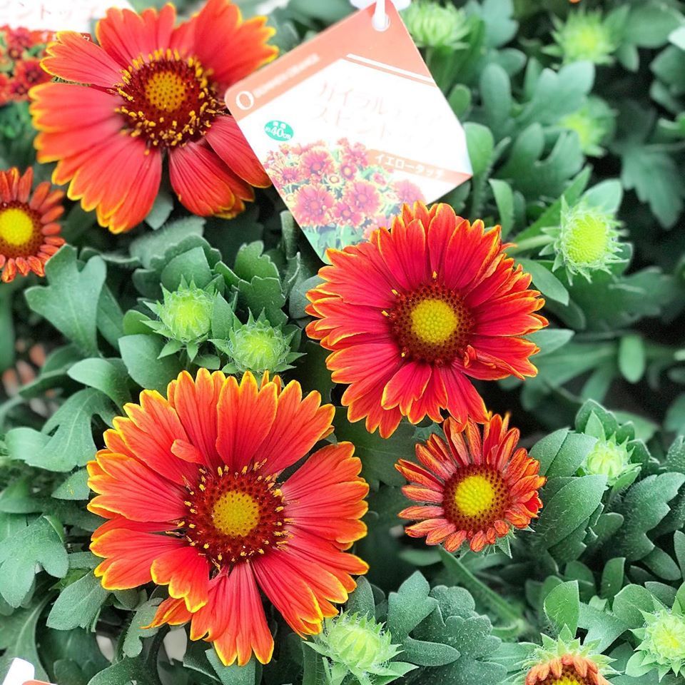 ガイラルディアスピントップイエロータッチ さにべるスタッフblog Sunny Day's Garden