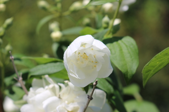 梅花空木 バイカウツギ ひげ爺の花便り 梅花空木 バイカウツギ ひげ爺の花便り