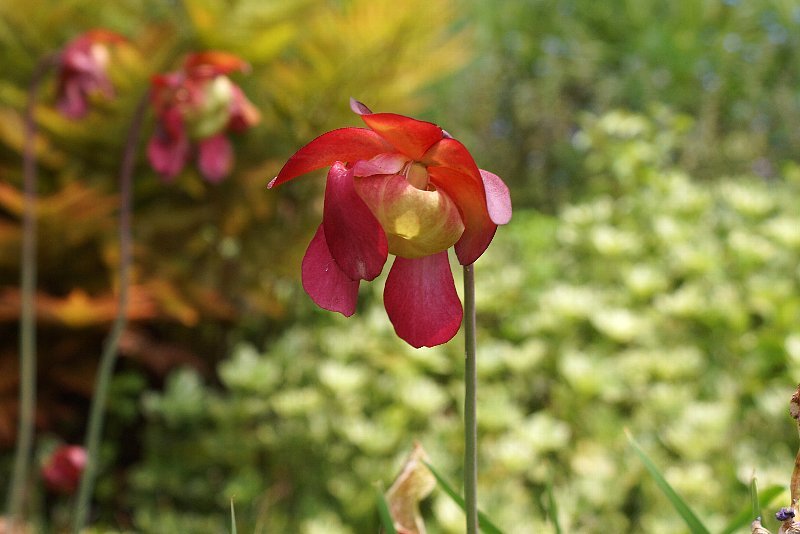初めて見た赤い花 食虫植物 さんじゃらっと blog2 初めて見た赤い花 食虫植物 さんじゃらっと blog2