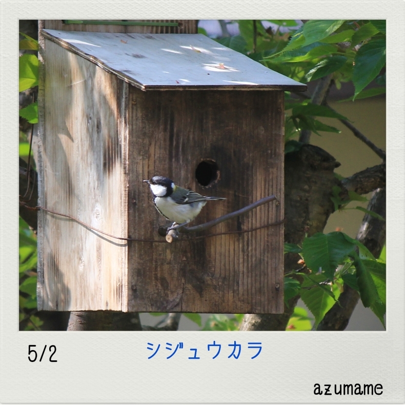 5月の野鳥 庭_d0376975_17244565.jpg