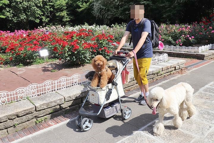 季節の移り変わりを実感した散歩。_b0111376_15104435.jpg