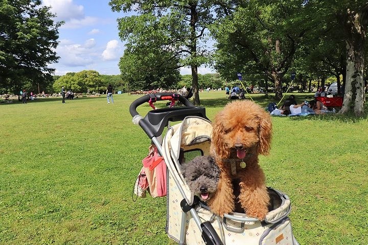 季節の移り変わりを実感した散歩。_b0111376_15143231.jpg