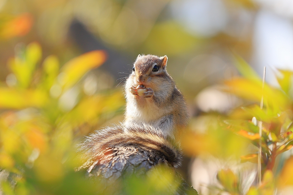 見沼グリーンセンター／さいたま市リスの家】@2018 : うろ子とカメラ。Ⅱ