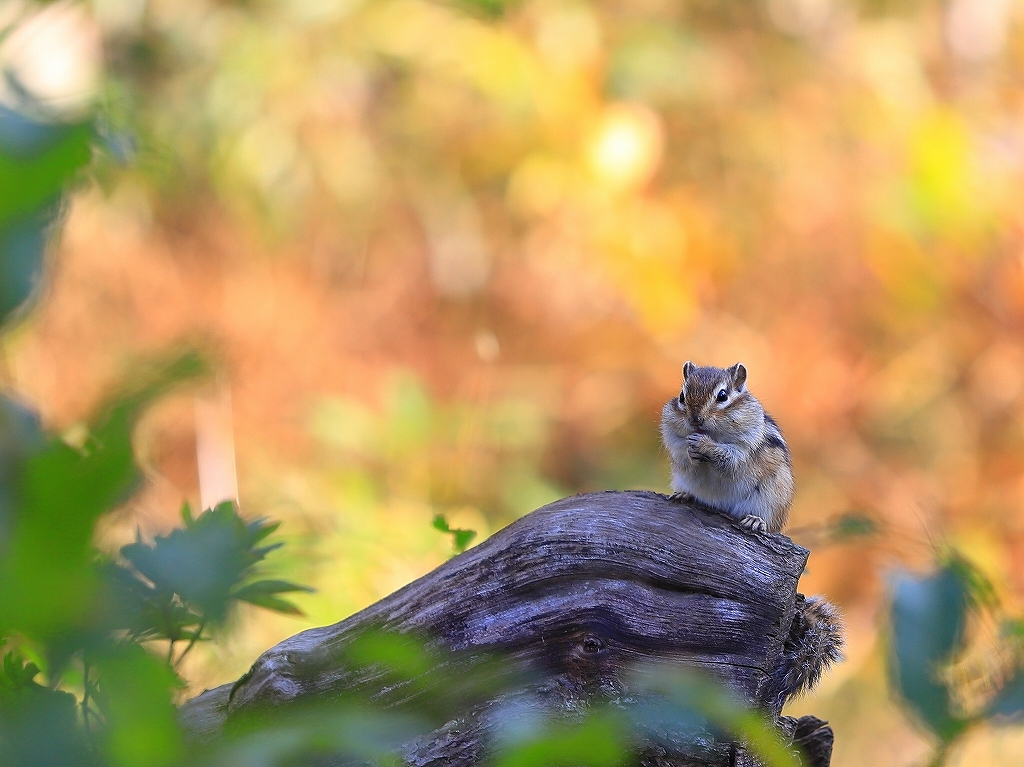見沼グリーンセンター／さいたま市リスの家】@2018 : うろ子とカメラ。Ⅱ