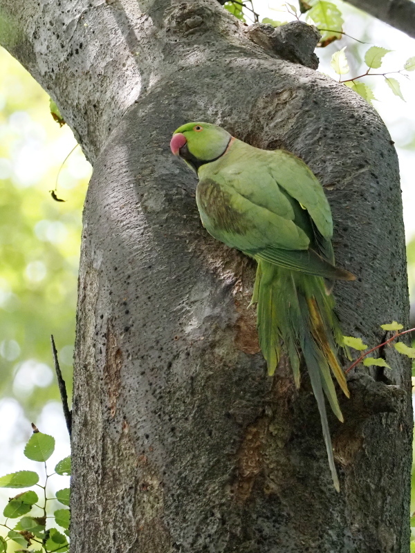 樹洞で営巣するワカケホンセイインコ コーヒー党の野鳥と自然パート3