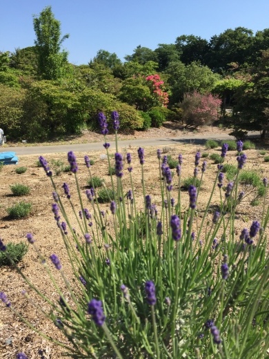 ラベンダー摘み取り体験中止のお知らせ 高野花見山あれこれ ラベンダー摘み取り体験中止のお知らせ 高野花見山あれこれ