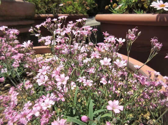 宿根かすみ草 ビレネーピンク の んびり 宿根かすみ草 ビレネーピンク の んびり