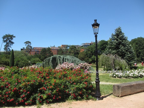 テットドール公園のバラは・・・_c0186684_05072463.jpg