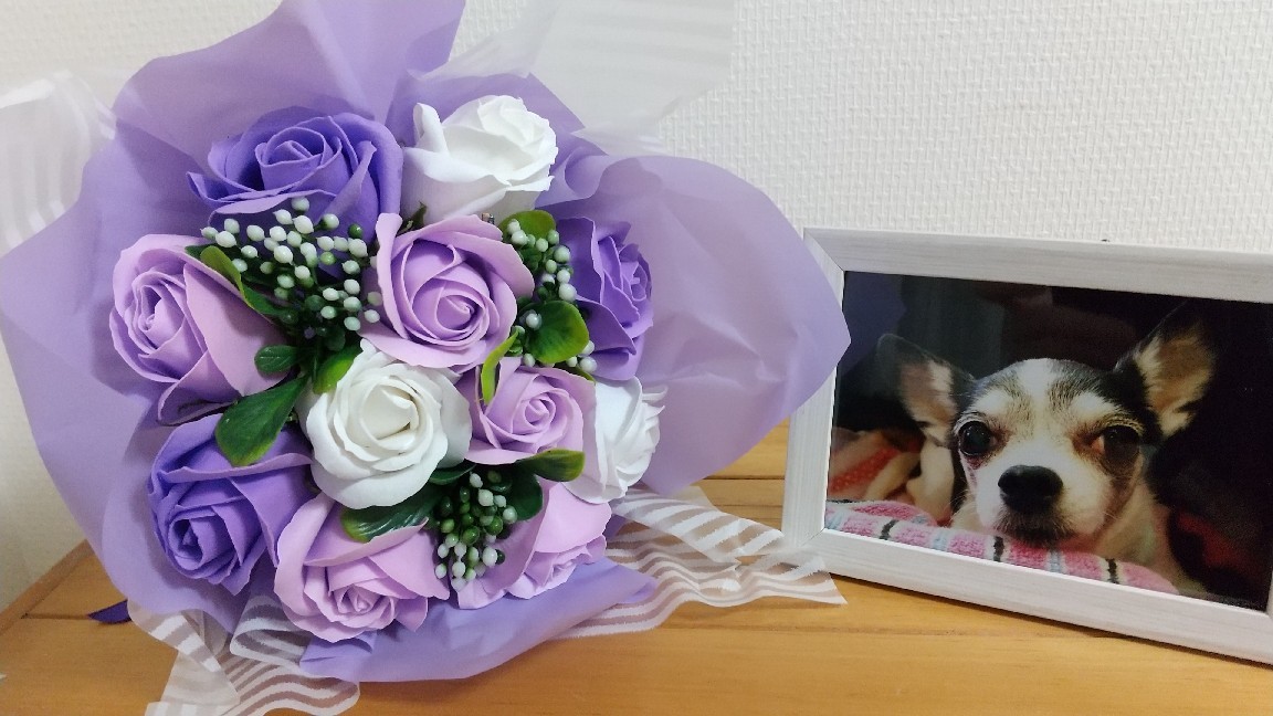 ももちゃんへお花を頂きました!_c0109891_23000251.jpg